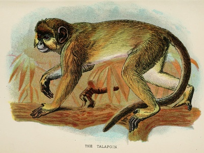 Talapoin