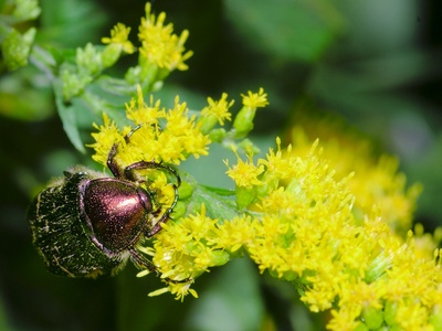 Tall Goldenrod