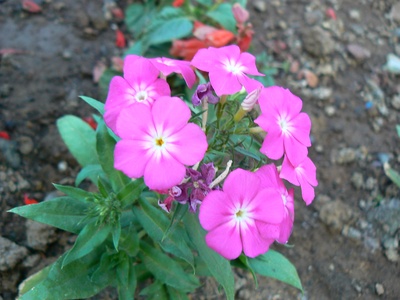 Tall phlox
