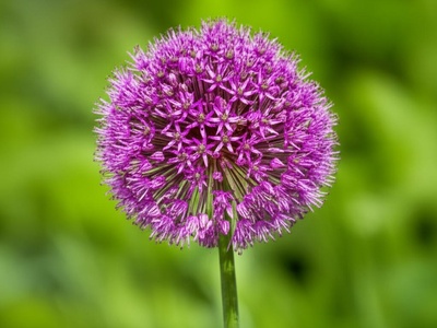 Talysh Onion