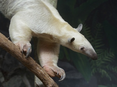 Tamandua