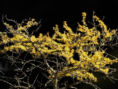 Tamarack Larch