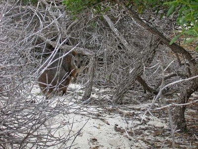 Tammar wallaby