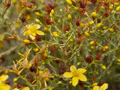 Tangled St. John's Wort