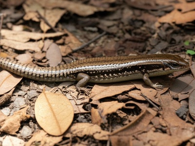 Tanna Ground Skink