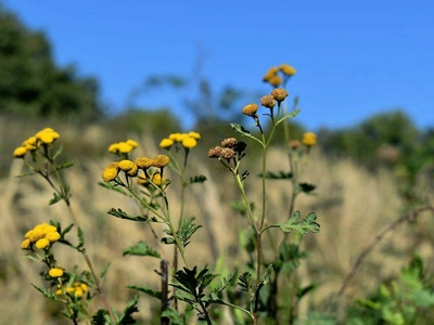 Tansy