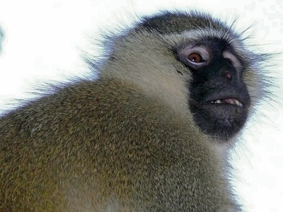 Tantalus monkey
