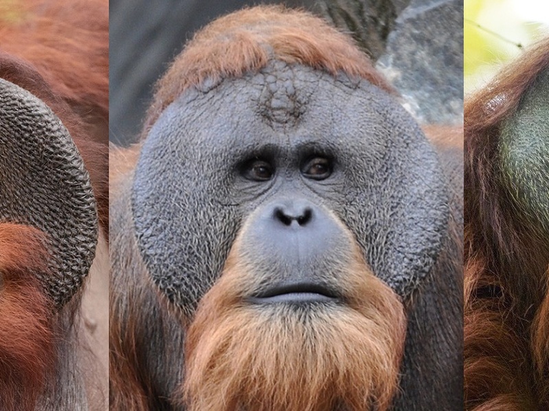 List of Rare Animals in Indonesia - Flora Fauna Fun