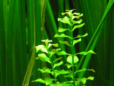 Tape grass