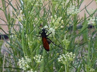 Tarantula Hawk Wasp