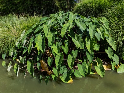 Taro