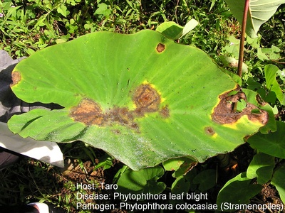 Taro Leaf Blight