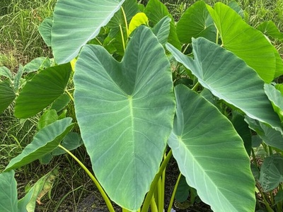 Taro (naturalized)
