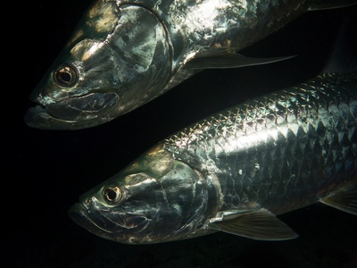 Tarpon