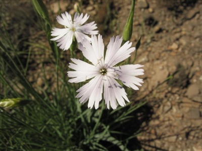 Tartar Catchfly