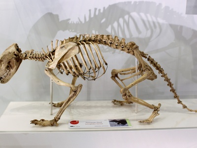 Tasmanian devil