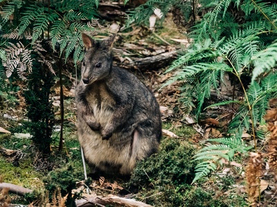 Tasmanian pademelon