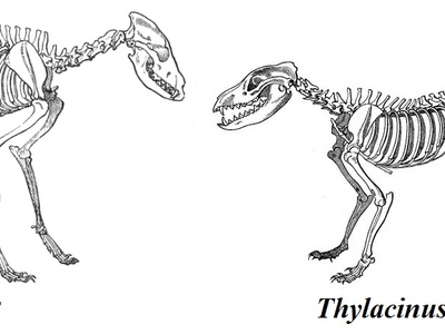 Tasmanian tiger