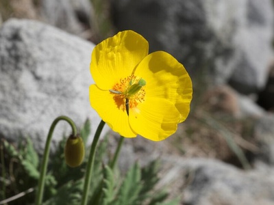 Tatra Poppy