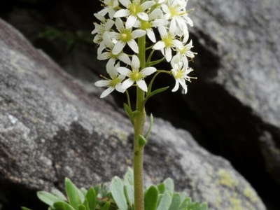 Tatra Saxifrage