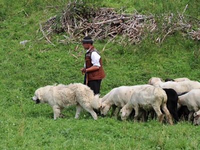 Tatra Shepherd Dog