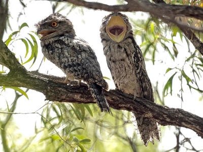 Tawny frogmouth
