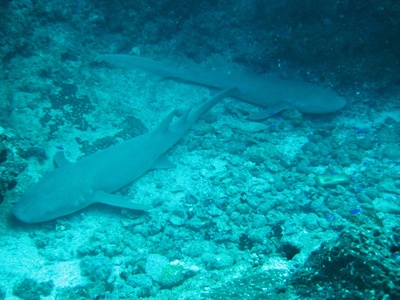 Tawny Nurse Shark