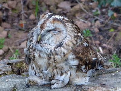Tawny owl