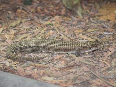 Tawny Plated Lizard