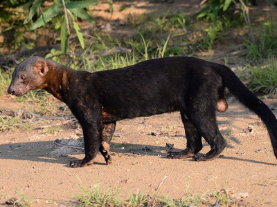 Tayra