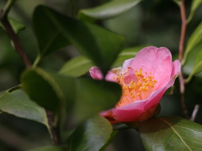 Tea-oil camellia