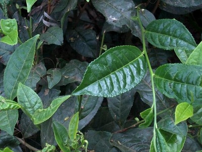 Tea plant