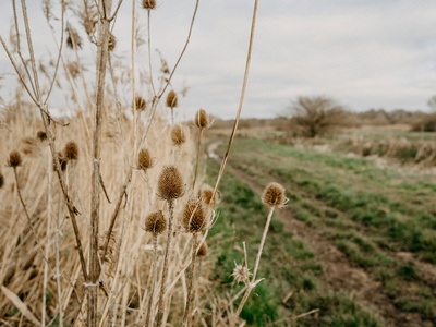 Teasel