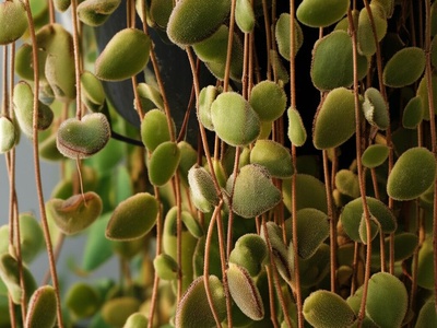 Teddy Bear Vine