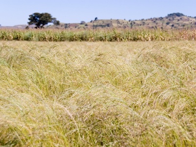 Teff Grass