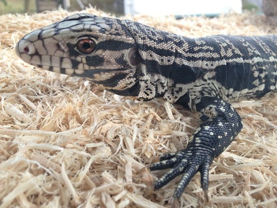 Tegu