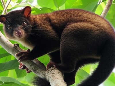 Telefomin Cuscus
