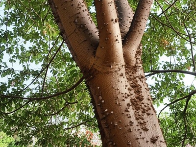 Tembetarí