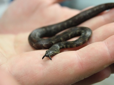 Tentacled Snake