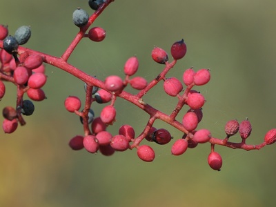 Terebinth