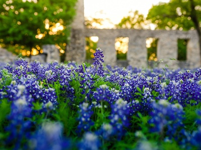 Texas bluebonnet