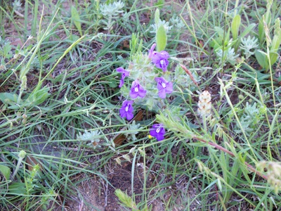 Texas sage