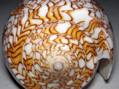 Textile cone snail