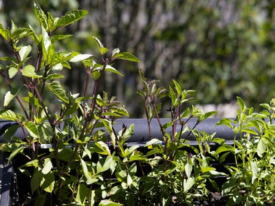 Thai basil
