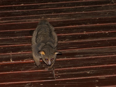 Thick-tailed Bushbaby