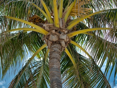 Thief Palm