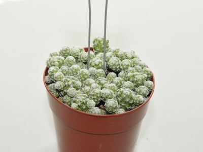 Thimble Cactus