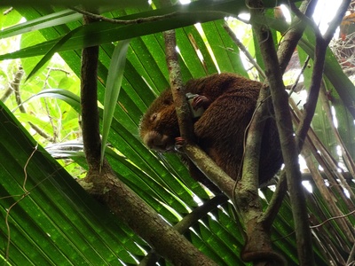 Thin-spined Porcupine