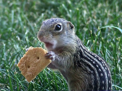 Thirteen-lined Ground Squirrel