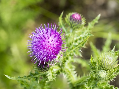 Thistle